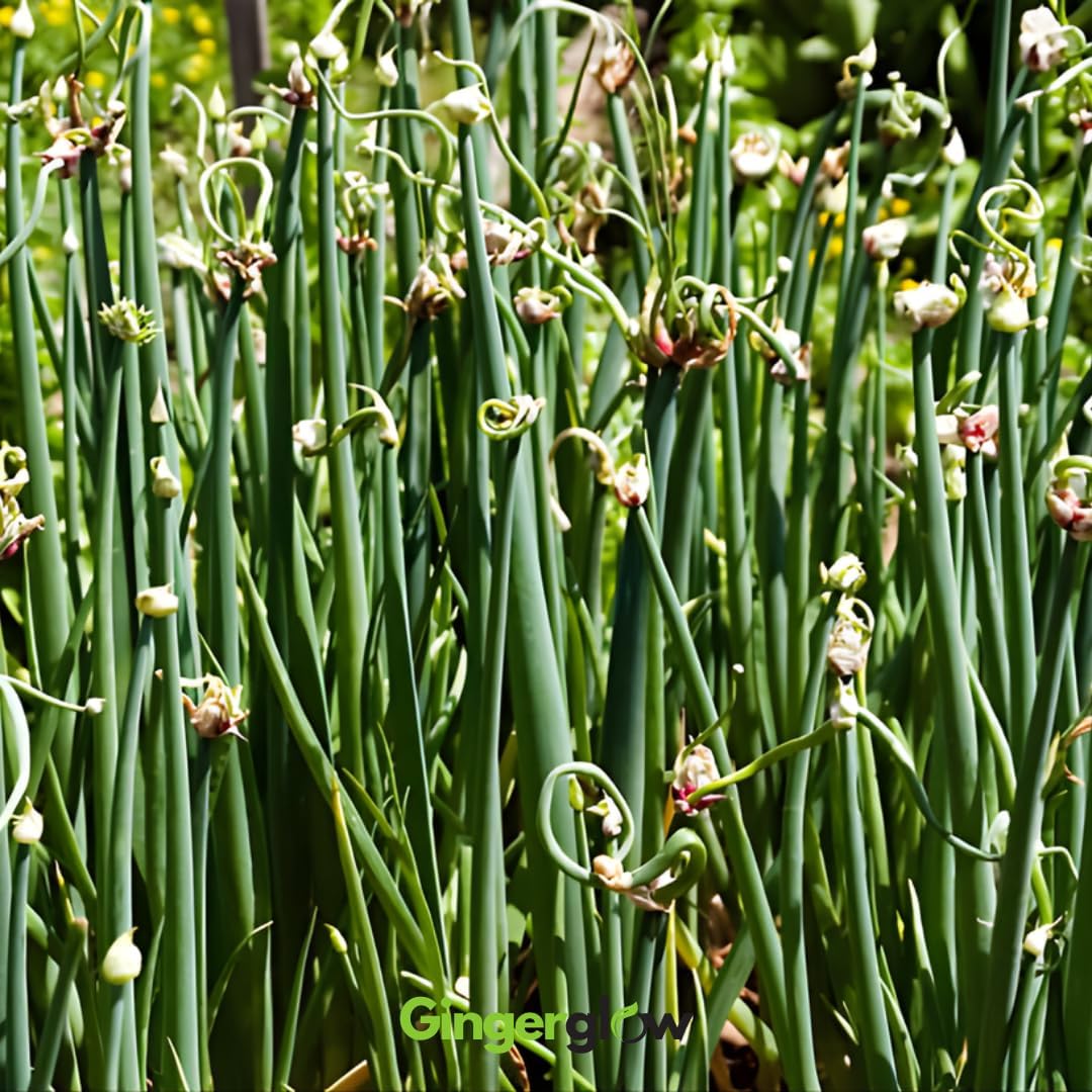 12 Egyptian Walking Onion Plants Start for Planting, 4-8 Inch Tall, Heirloom, Non GMO, High Yield Live Vegetable Plants, Not Bulbs