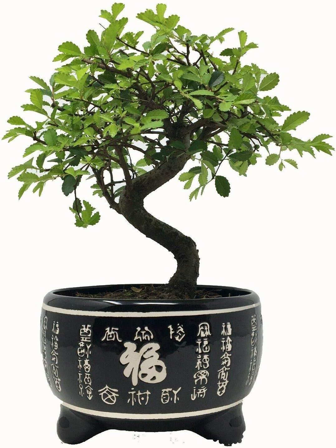 Chinese Elm Bonsai Tree In Black Ceramic Pot - Including Pot 25-35cm
