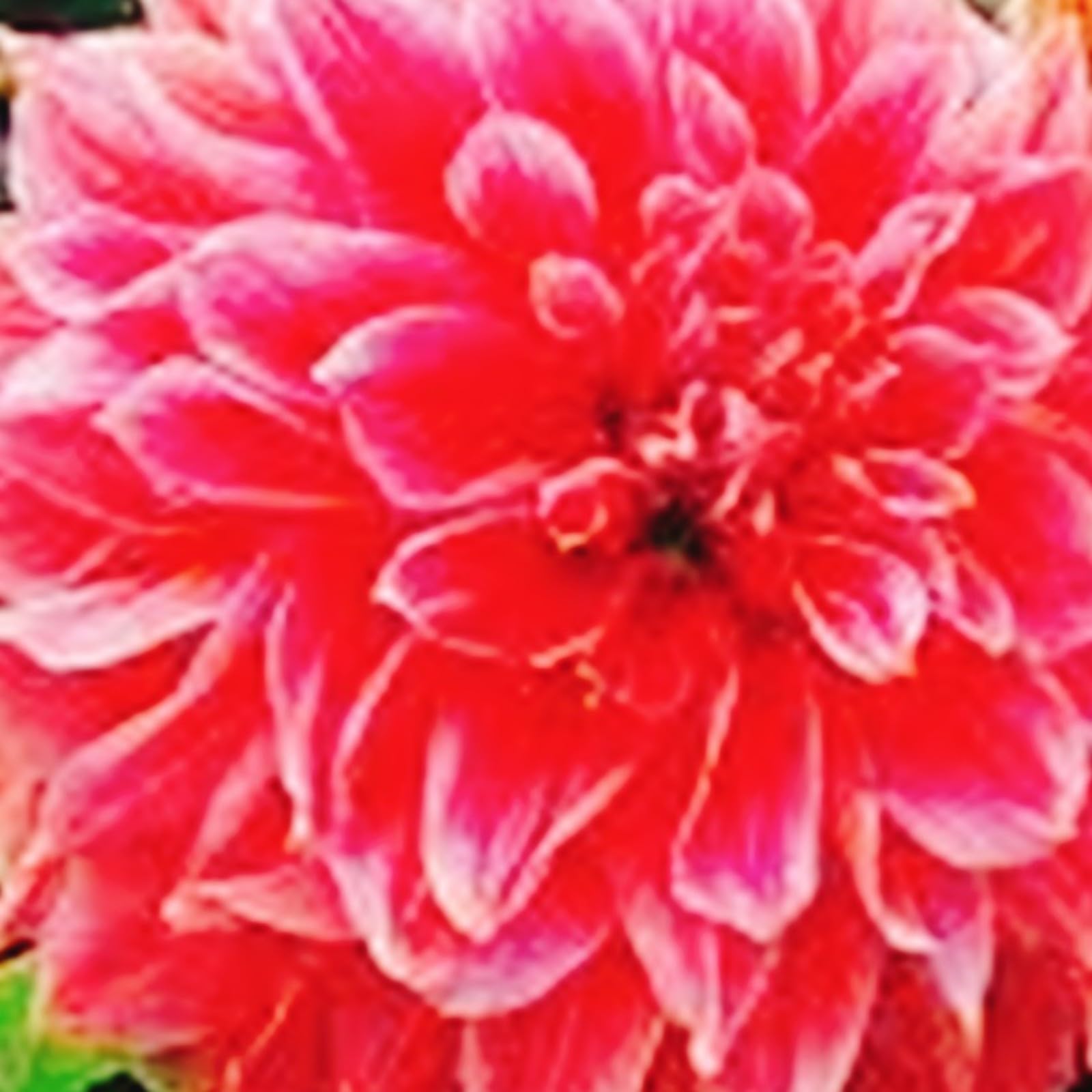 Dahlia Bulbs Mix for Planting Now UK,Hardy Perennial,Strong Plants That Grow Well,Dahlia tubers Bulk,Wedding Flowers,Beauty of Garden,Gift Ready-4bulbs-B