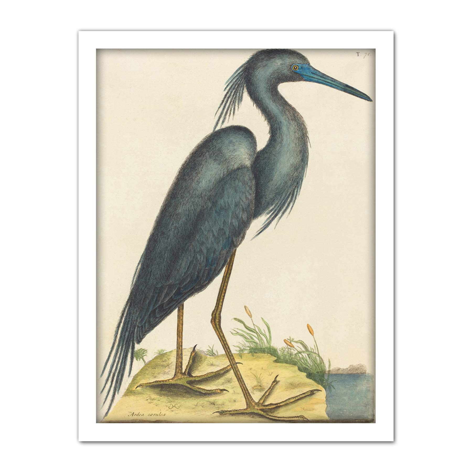 Wee Blue Coo Catesby Blue Heron Artwork Framed Wall Art Print 18X24 Inch