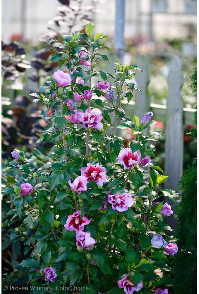 Purple Pillar Rose of Sharon (Hibiscus) Live Shrub, Purple Flowers, 1 Gallon