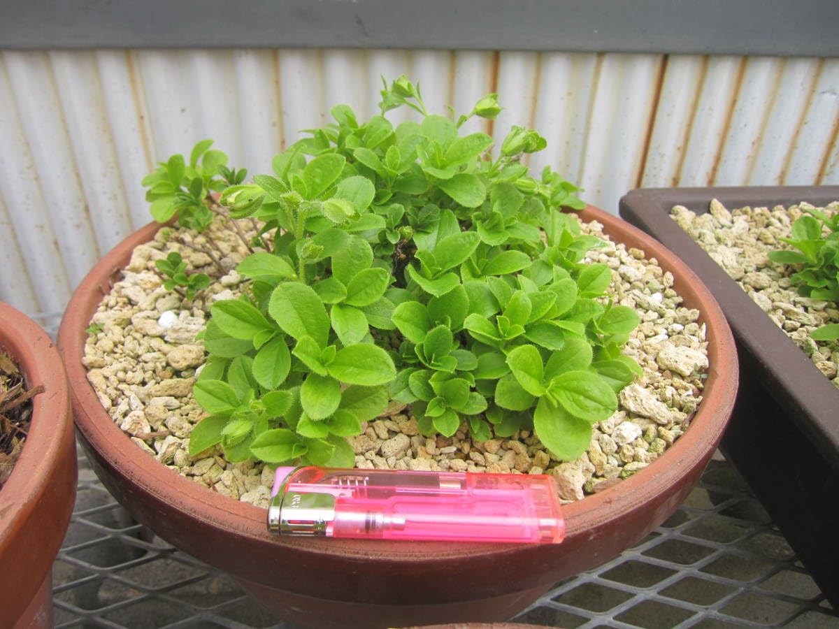 山野草 超希少白花 エゾツツジ 大株 丸C