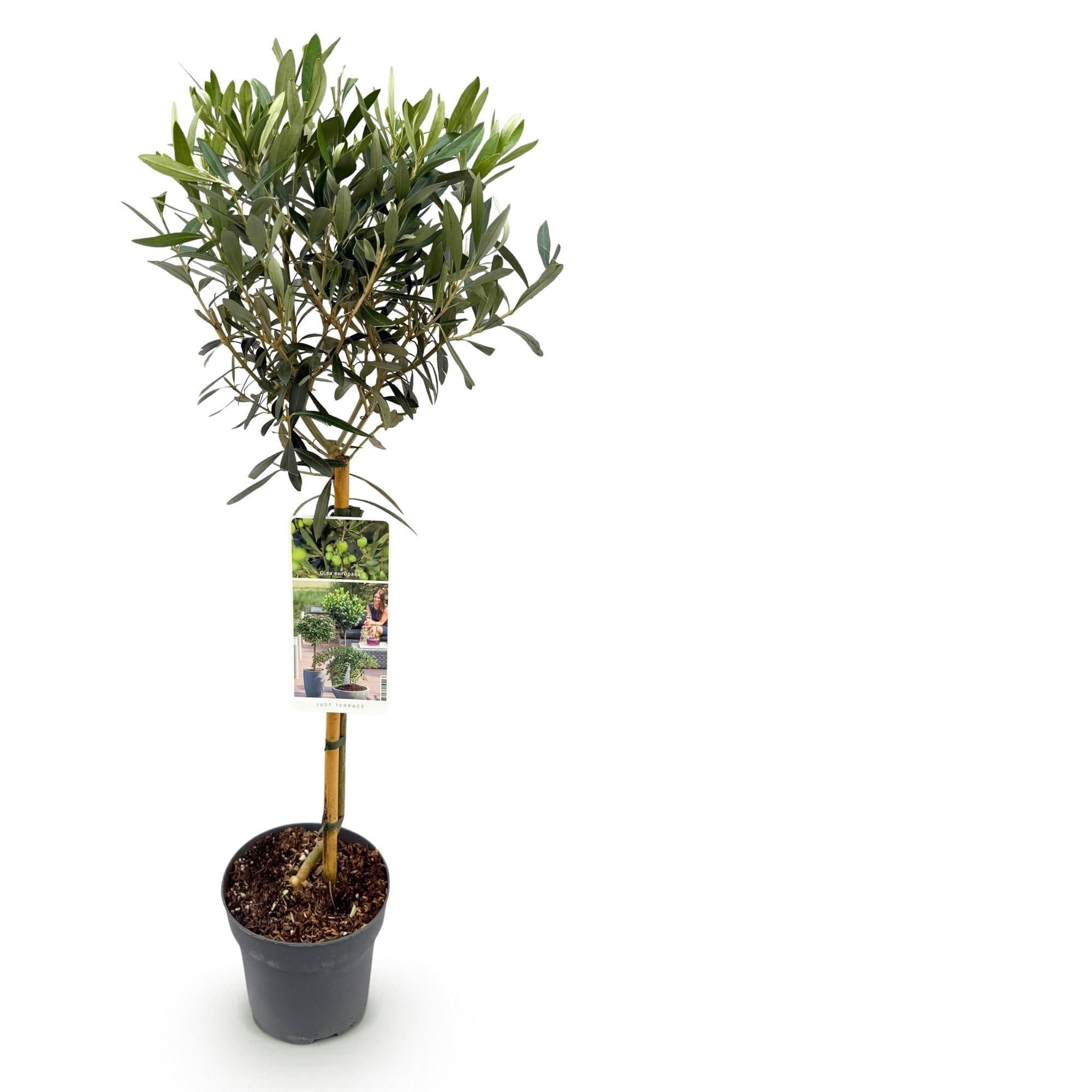 Olea Europaea Drzewo oliwne na pniu, wiecznie zielona roślina tarasowa, łatwa w pielęgnacji, Ø 19 cm, wysokość ok. 90 cm, śródziemnomorski styl, na balkon i do ogrodu