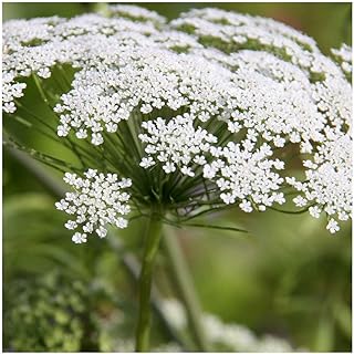 Ammi majus Seeds. Ammi. RHS AGM