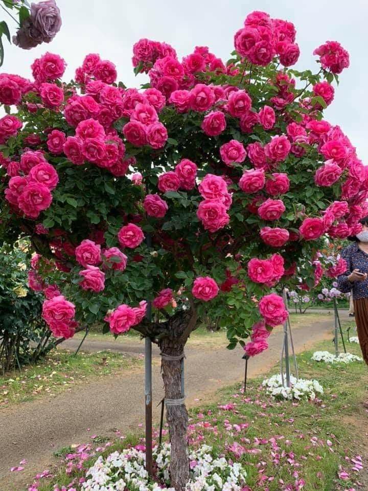 Aiden Gardens Rare Hybrid Rosa Bush Fragrant Flower Decorative Garden Plants 40 seeds pack Variety AG238 (B0D6Z917HF) Amazon Price History, Amazon Price Tracker