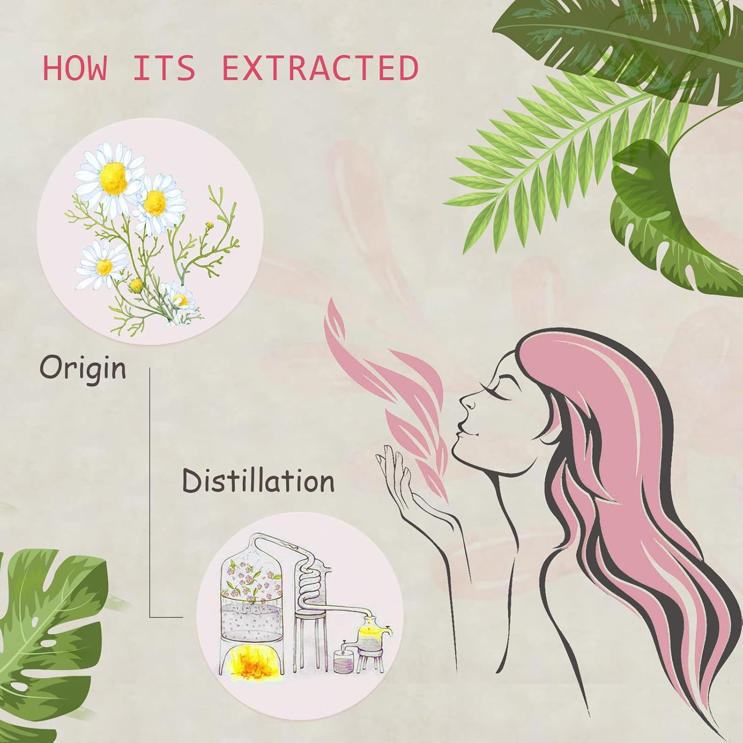 2-Pack Chamomile Essential Oil - 100% Pure Organic Natural Plant (Chamaemelum nobile) Chamomile Oil for Diffuser, Aroma, Spa, Massage, Yoga, Perfume, 2x10ML - Image 2