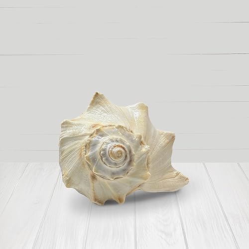 Miniatura 6 de Concha de ballena atlántica, conchas marinas grandes, conchas marinas para decoración, conchas grandes para decoración de habitaciones playeras,