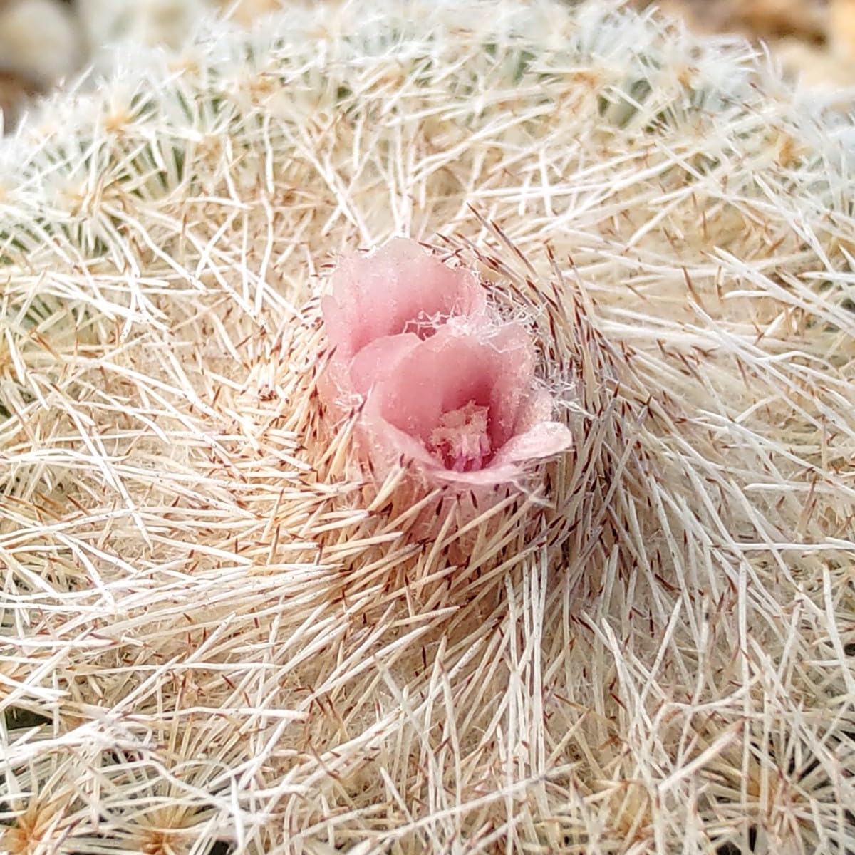 Amazon.co.jp: 自家採種“種子”10粒Epithelantha greggii (SB 235