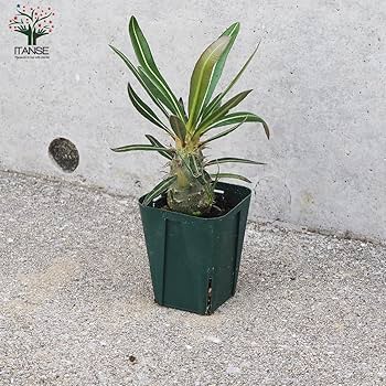 Amazon.co.jp: パキポディウム・カクチペス 2.5号鉢 Lサイズ 3個