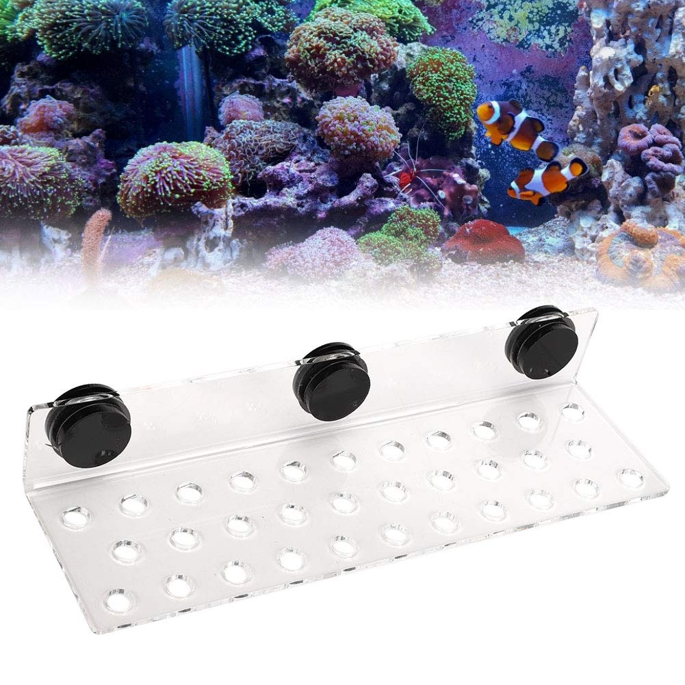 Tyenaza Coral Frag Rack, Acquario Fish Tank Coral Rack Staffa Acrilico Forte aspirazione Coral Frag Rack Staffa per Sea Source Coral (32 buche)