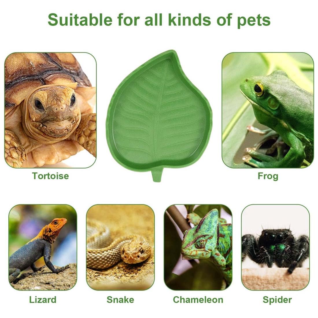 2pcs Bol D'Alimentation Pour Reptiles,Accessoires Pour Tortues,Nourriture Pour Bol Pour Reptiles En Feuilles,Bol à Boire Pour Maison De Tortue,Bol D'Eau Pour Reptiles Pour Tortues,LéZards