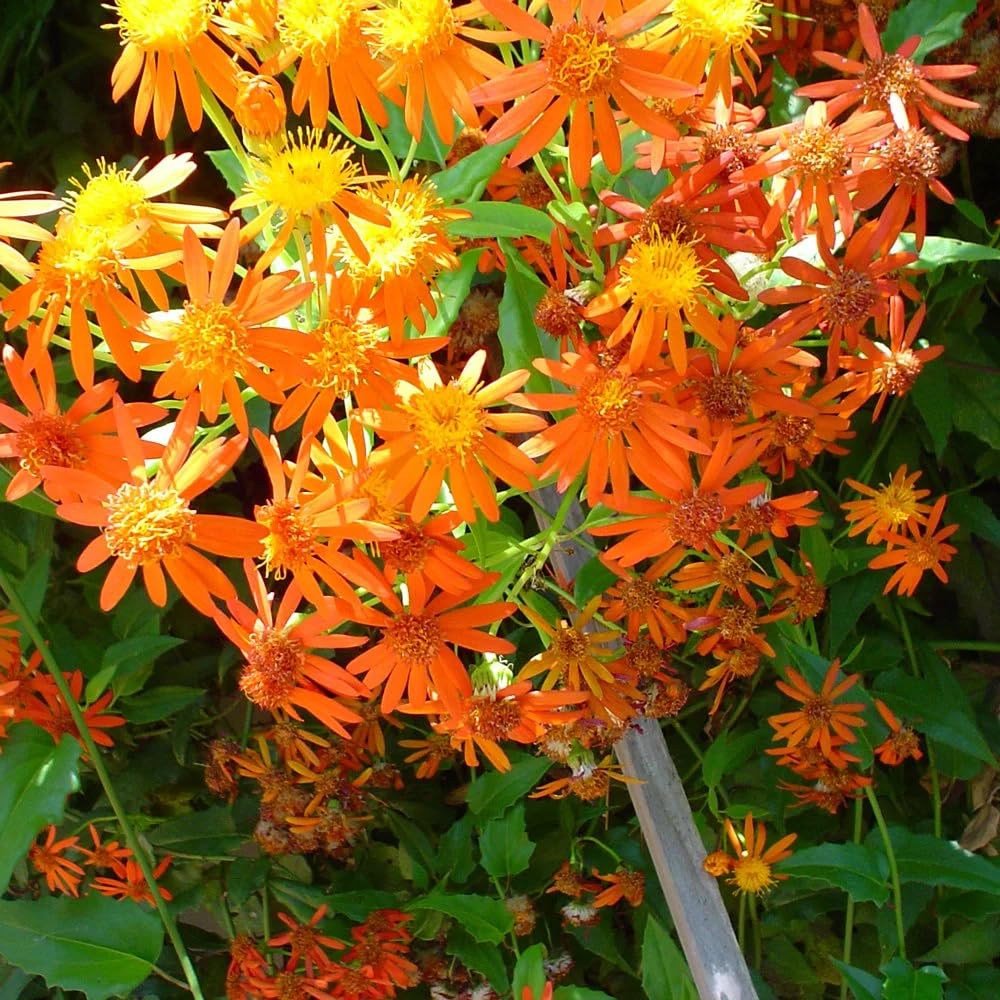 View 1 of 20 Flame Vine Seeds - Orange-Red Cluster Blooms Resembling Firecrackers, Climbing Plant Heat/Drought-Tolerant, Decorative for Garden Fences & Trellises