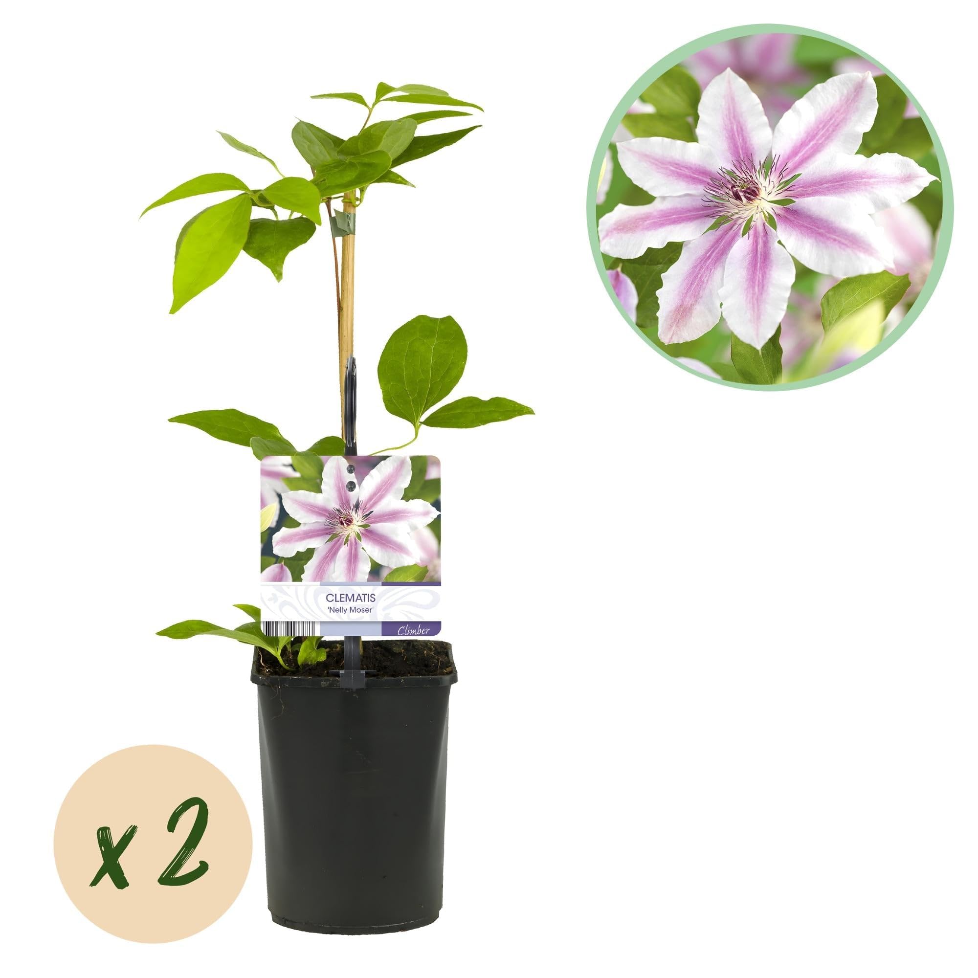 Kletterpflanze Clematis Nelly Moser Wenig Pflege Pflanze 2 Pflanzen 40 cm