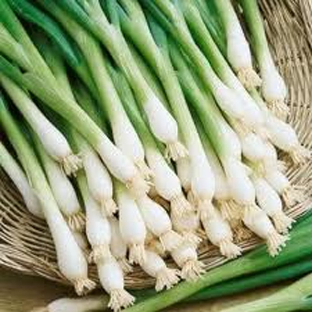 おにおん Amazon.com : ONIION, TOKYO LONG WHITE ONION SEED, 25 SEEDS
