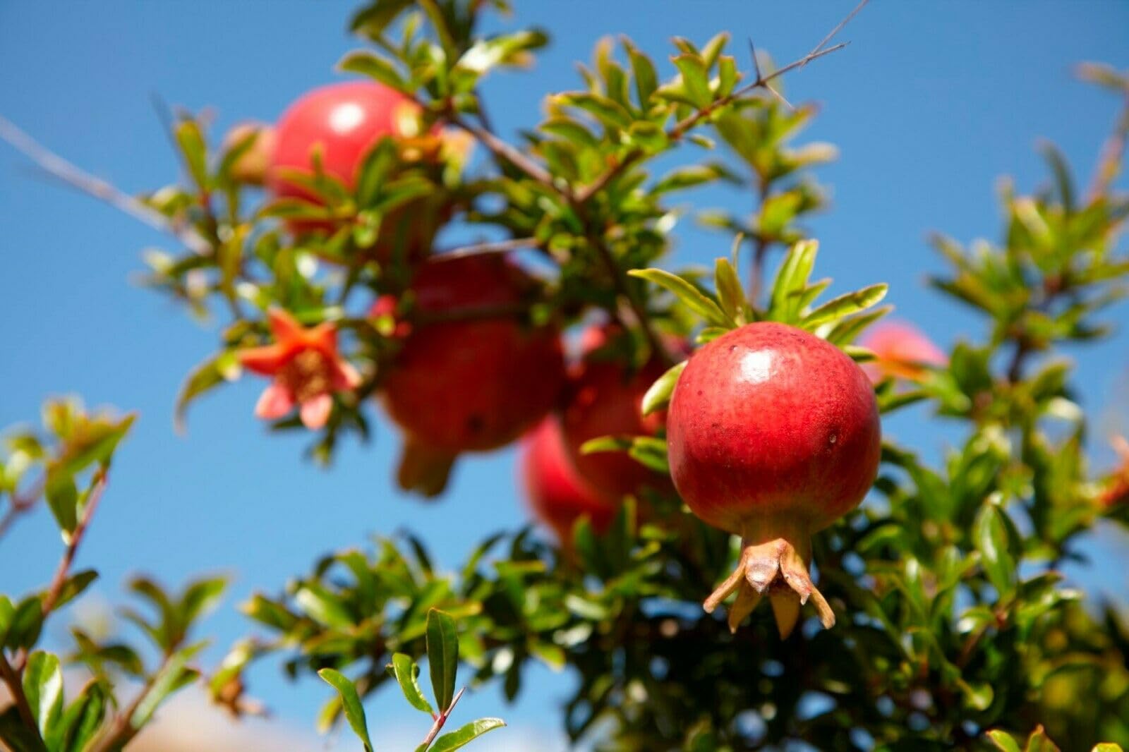 Melograno da frutto "Punica granatum Wonderful" pianta in vaso ø19 h. 180/200 cm Vivaio di Castelletto