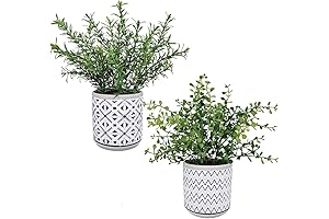 Winlyn 2 Pack Small Potted Eucalyptus Plant