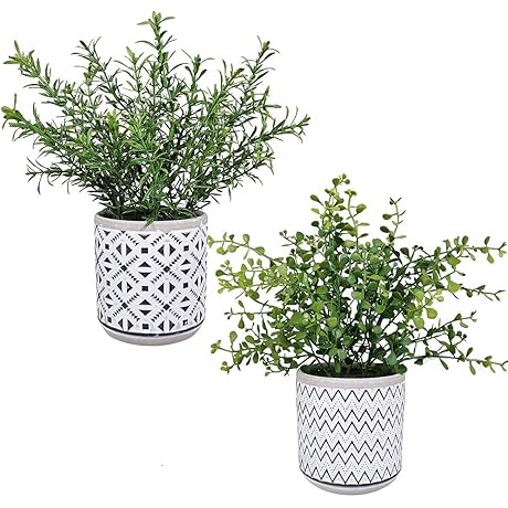 Winlyn 2 Pack Small Potted Eucalyptus Plant