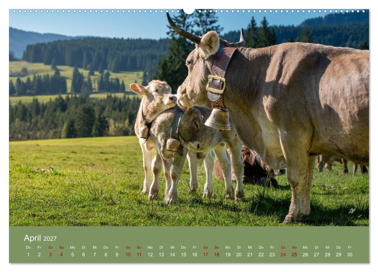 Allgäuer Rindvieh 2027 (hochwertiger Wandkalender 2027 DIN A2 quer), Kunstdruck in Hochglanz: Ein Kalender für alle Allgäu- und Kuhliebhaber. (CALVENDO Tiere)