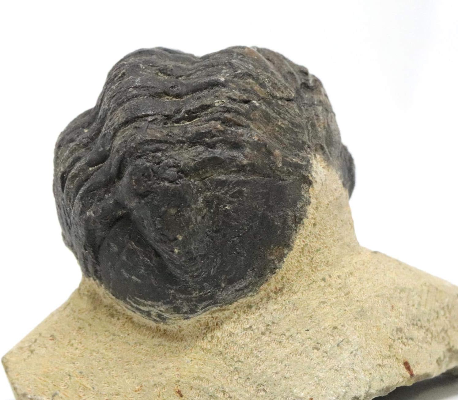 Reedops Trilobite Fossil Morocco 390 Million Years Old #15167 6o
