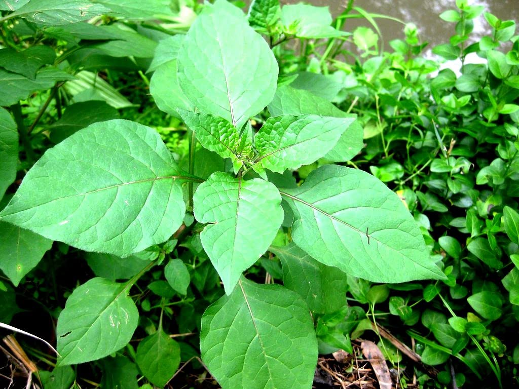 Zone Marketing Manathakkali Keerai Seeds / Black Night shade / Sukkuti Keerai / Makoy / Sun berry / Wonder Cherry Spinach Seeds - 100 Seeds + 500g Compose Fertilizer (B0BJZV2RRG) Amazon Price History, Amazon Price Tracker