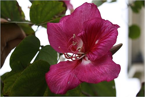 Bauhinia purpurea 10 semillas Árbol de orquídea púrpura Pequeña fragancia clásica de hoja perenne o el hogar o invernadero o zona 9+ al aire libre