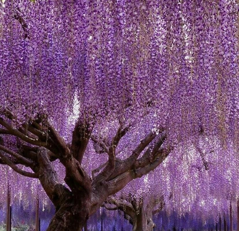 Violet-Purple Chinese Wisteria Tree - 8-16" Tall Live Plant - Quart Pot - Blue-Violet Flowering Wisteria Seedling - Fast-Growing - Wisteria sinensis