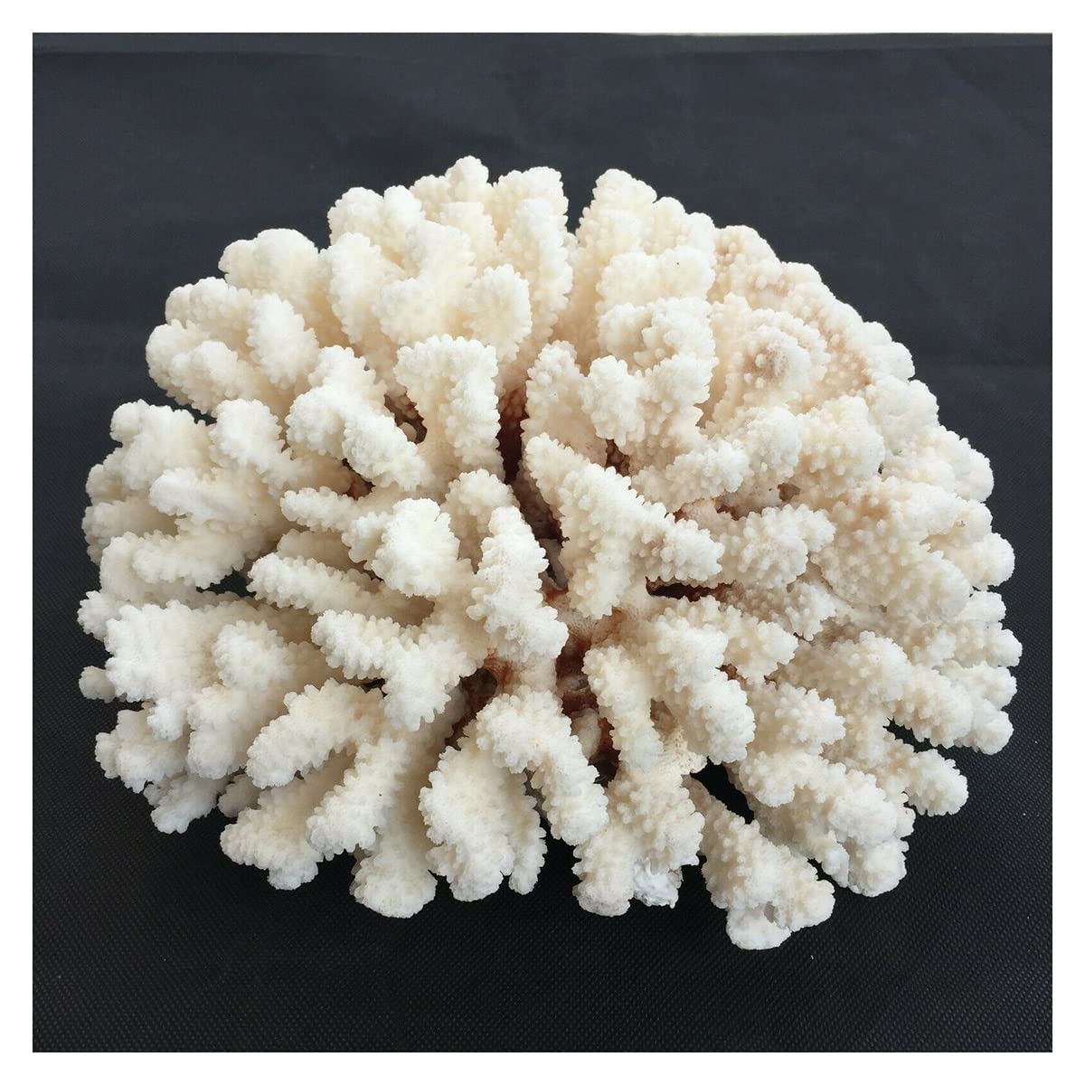 Cristal de Coral Natural LQYXGS Escultura Orgánica Exclusiva