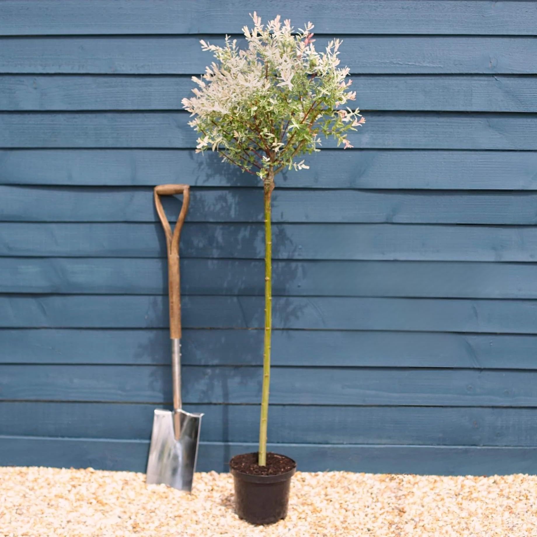 Flamingo Willow Tree 100cm Stem (Salix Integra Hakuro-Nishiki) in 5L Pot - Hardy Potted Garden Tree, Pink & White Variegated Foliage, Ideal for Patio Containers & Front Doorways