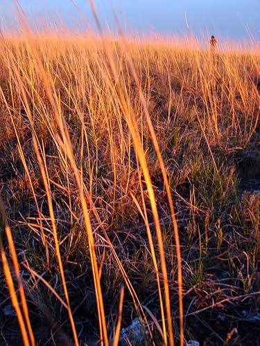 300 pequeñas semillas de hierba BLUESTEM Schizachyrium Scoparius