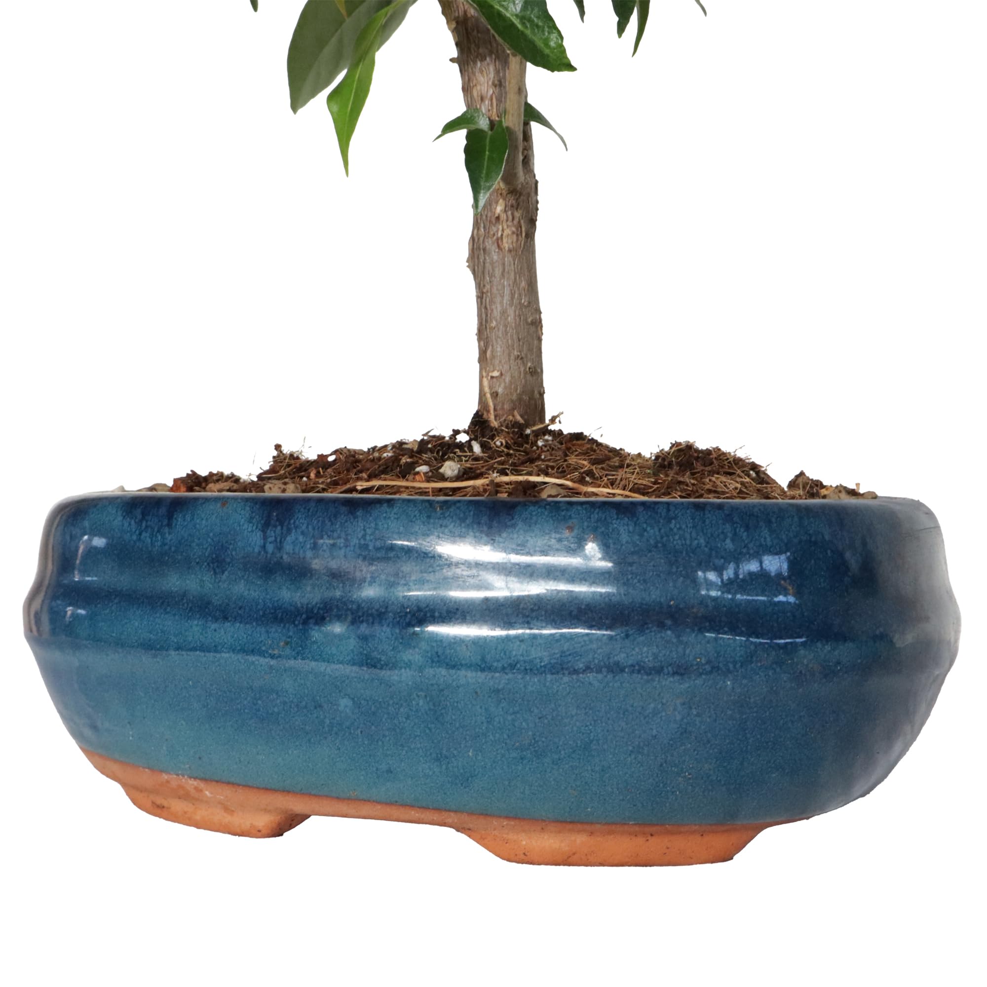 KENTIS - Bougainvillea Sanderiana Bonsai Baum Echt - Drillingsblume Balkon Pflanze - Bougainvillier Blühende Gartenbonsai - H 30/40 cm Topf 19 cm