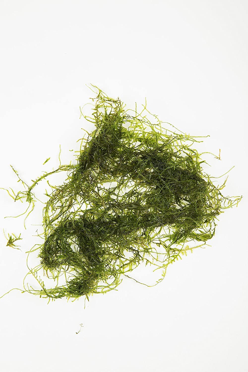 250g Java Moss (Vescularia Dubyana) Live Aquarium Aquatic Fish Tank Plant