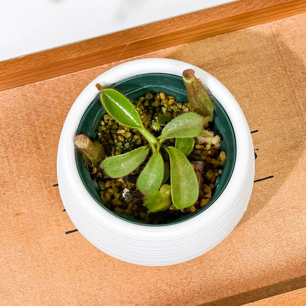 Amazon｜PLANCHU 食虫植物 ネペンテス ビーチ系 ハイブリッド 3