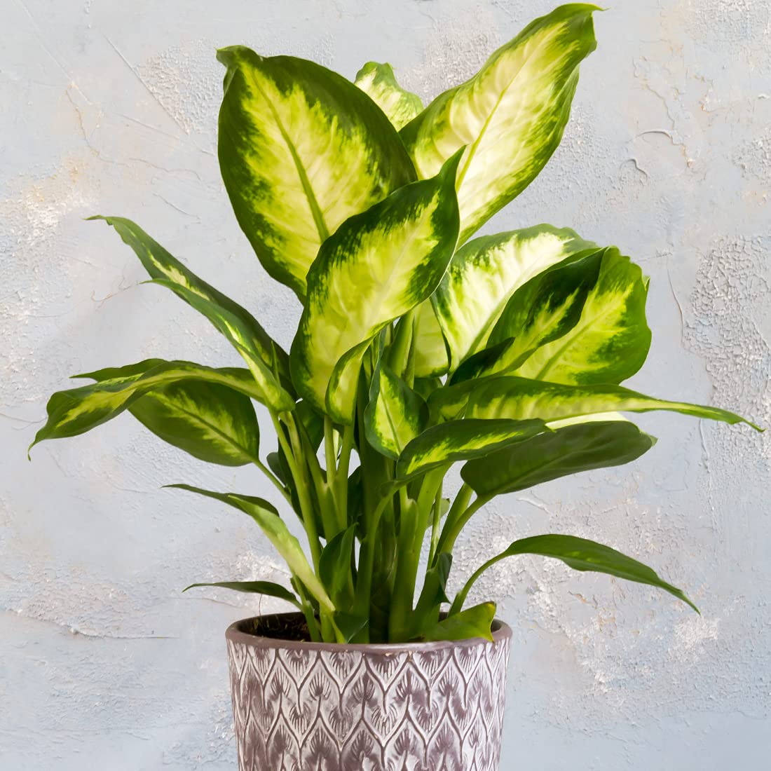All Occasions, Dieffenbachia Indoor houseplant for Home, Bedroom, Kitchen and Living Room, Perfect for Clean Air, Delivered Next Day Prime