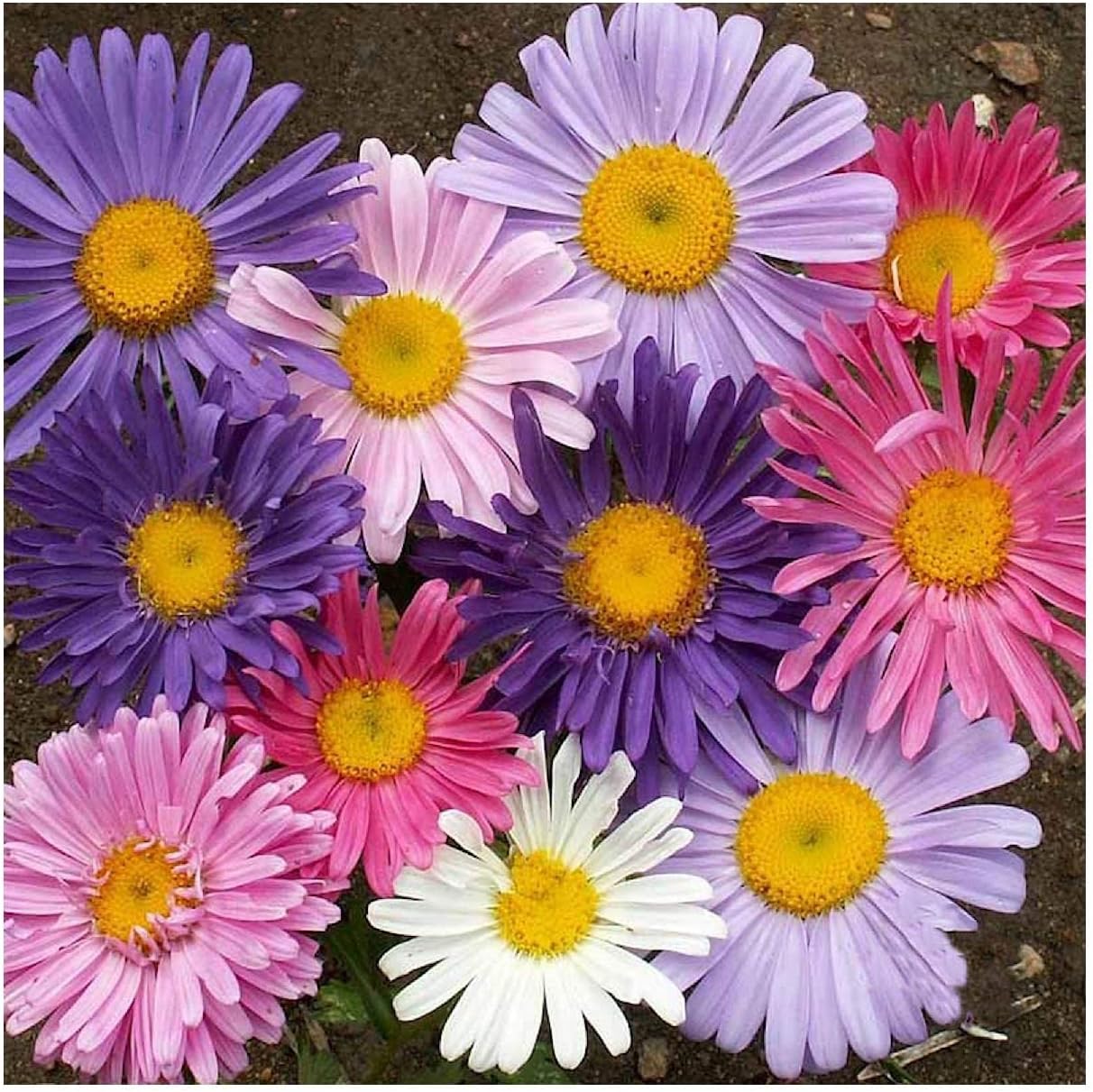 Everwilde Farms - 1 Lb Single Mixed China Aster Wildflower Seeds - Gold Vault