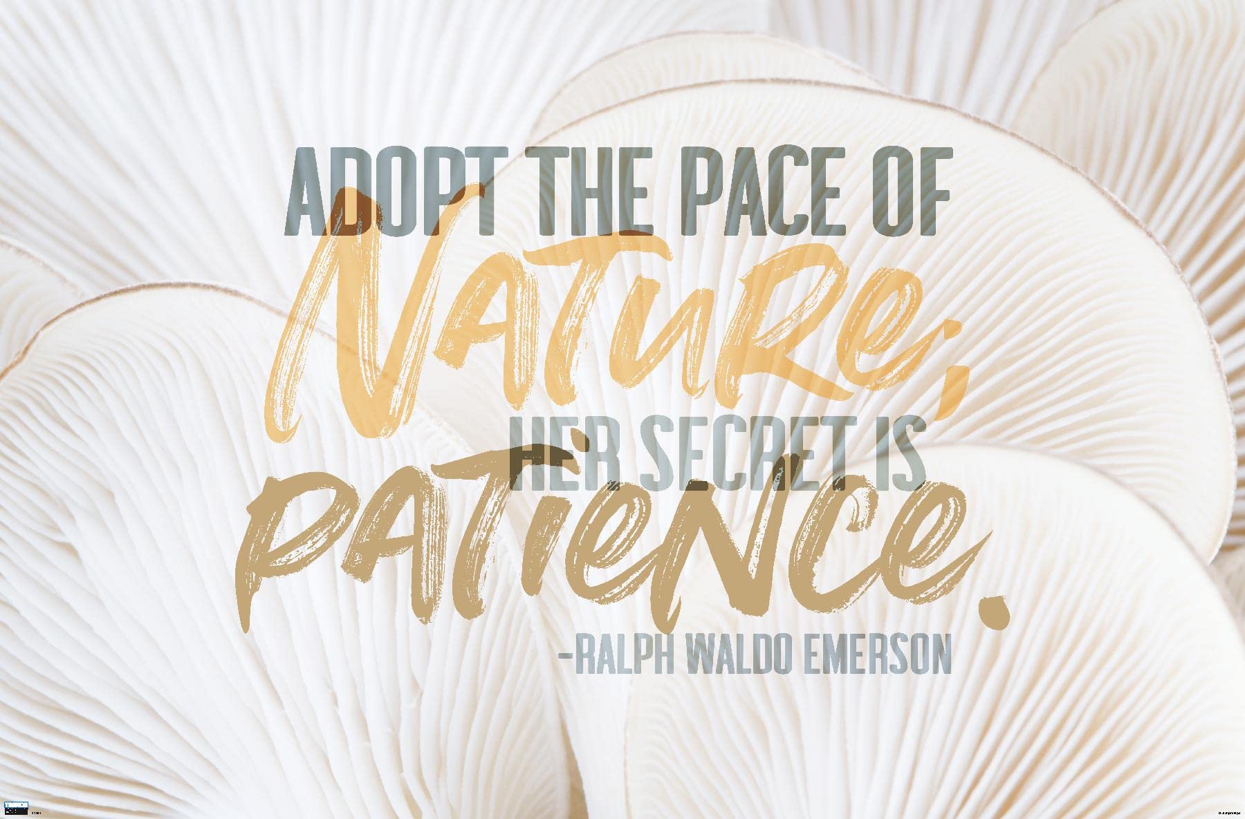 Trends International Tara Robinson - Emerson White Wall Poster