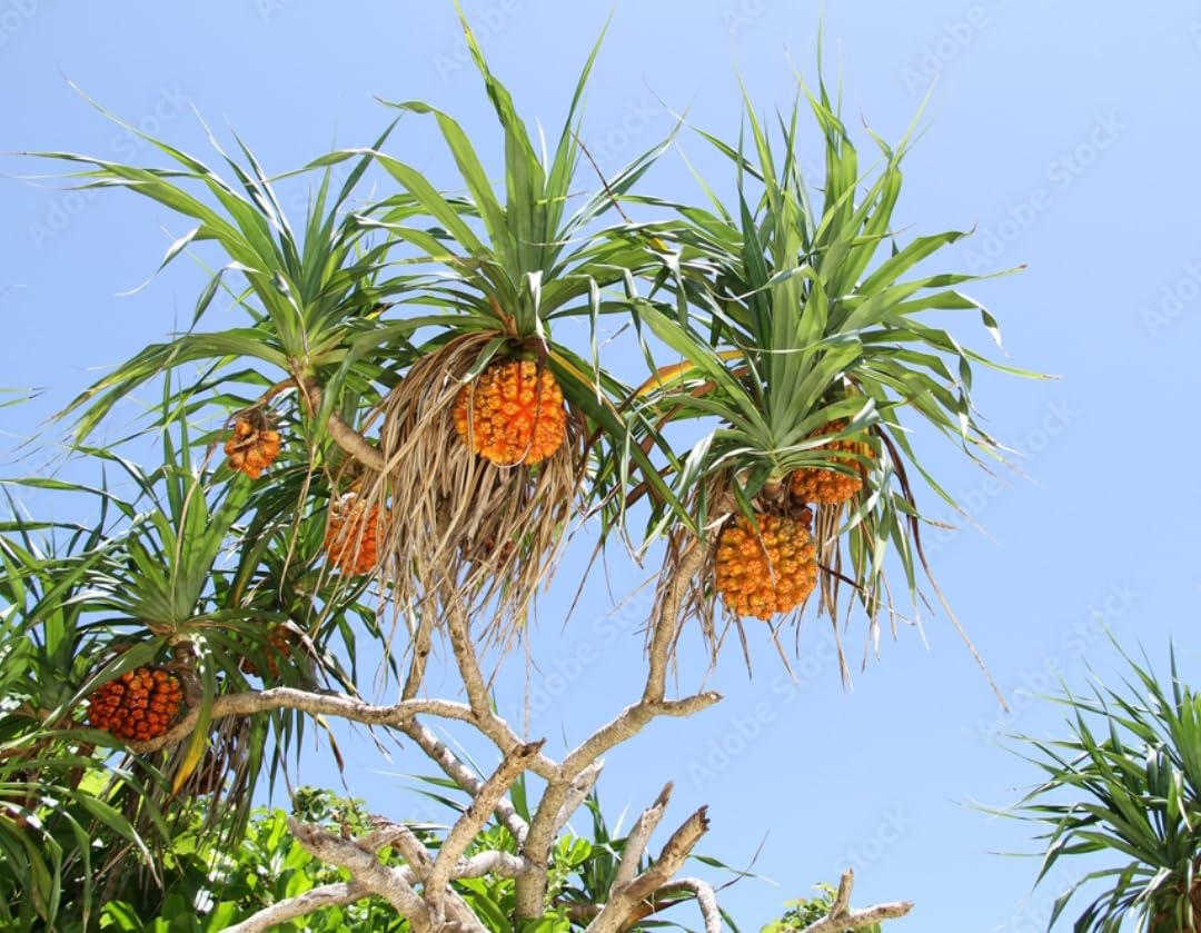 SJ STOCKS Live Kewda Kevda Pushp-Chamar (Pandanus Odorifer) Fragrant Screw Pine Umbrella tree, Perfume Flower Plant I (B082RDK1HJ) Amazon Price History, Amazon Price Tracker