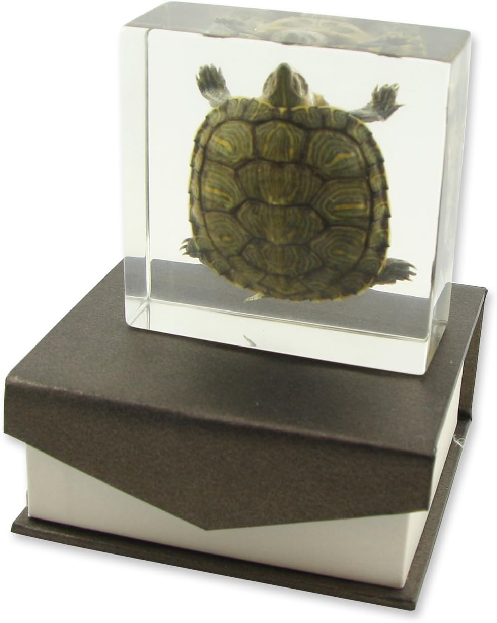 REALBUG Turtle Specimen