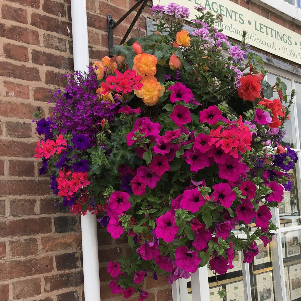 Thompson & Morgan Multicolored Half-Hardy Annual Flowers Pre-Planted Hanging Basket Mixed Flowers Low Maintenance Hanging Baskets For Long-Lasting Summer Displays 4 X 20Cm Pre-Planted Hanging Baskets By Thompson And Morgan