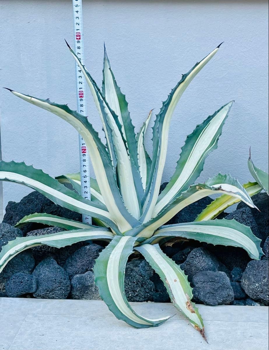 ☆地植40㎝×55㎝☆超大株☆美株☆アガベ アメリカーナ 華厳 ☆地植40㎝×55㎝☆超大株☆美株☆アガベ