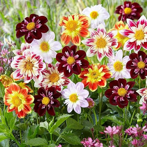 RAISE ME UP Semillas Dahlia Mignon Mixtas Anuales Flores