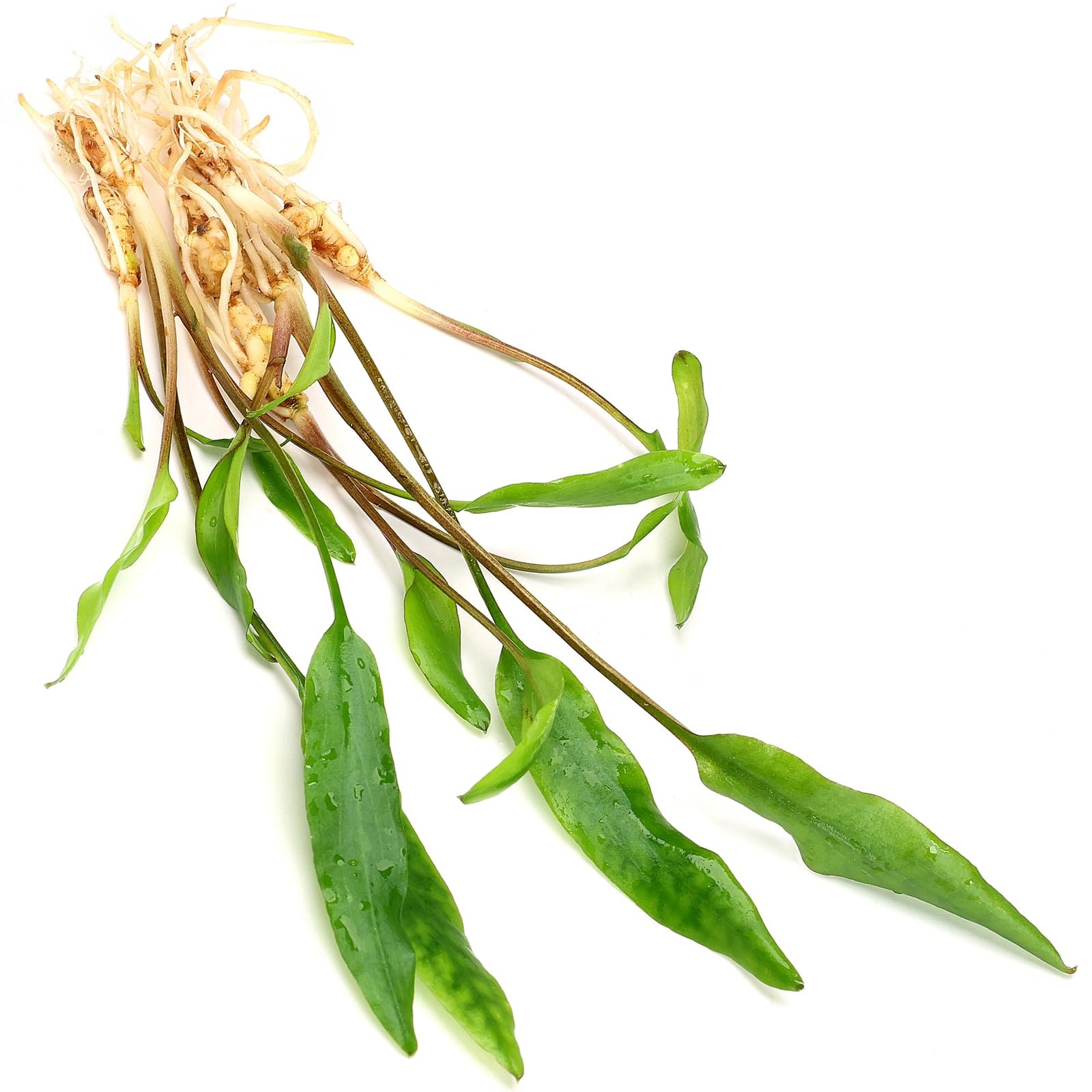 Cryptocoryne Sri Lanka Live Aquarium Plant Textured Leaf Midground for Freshwater Tropical Tank Aquascaping K2aqua