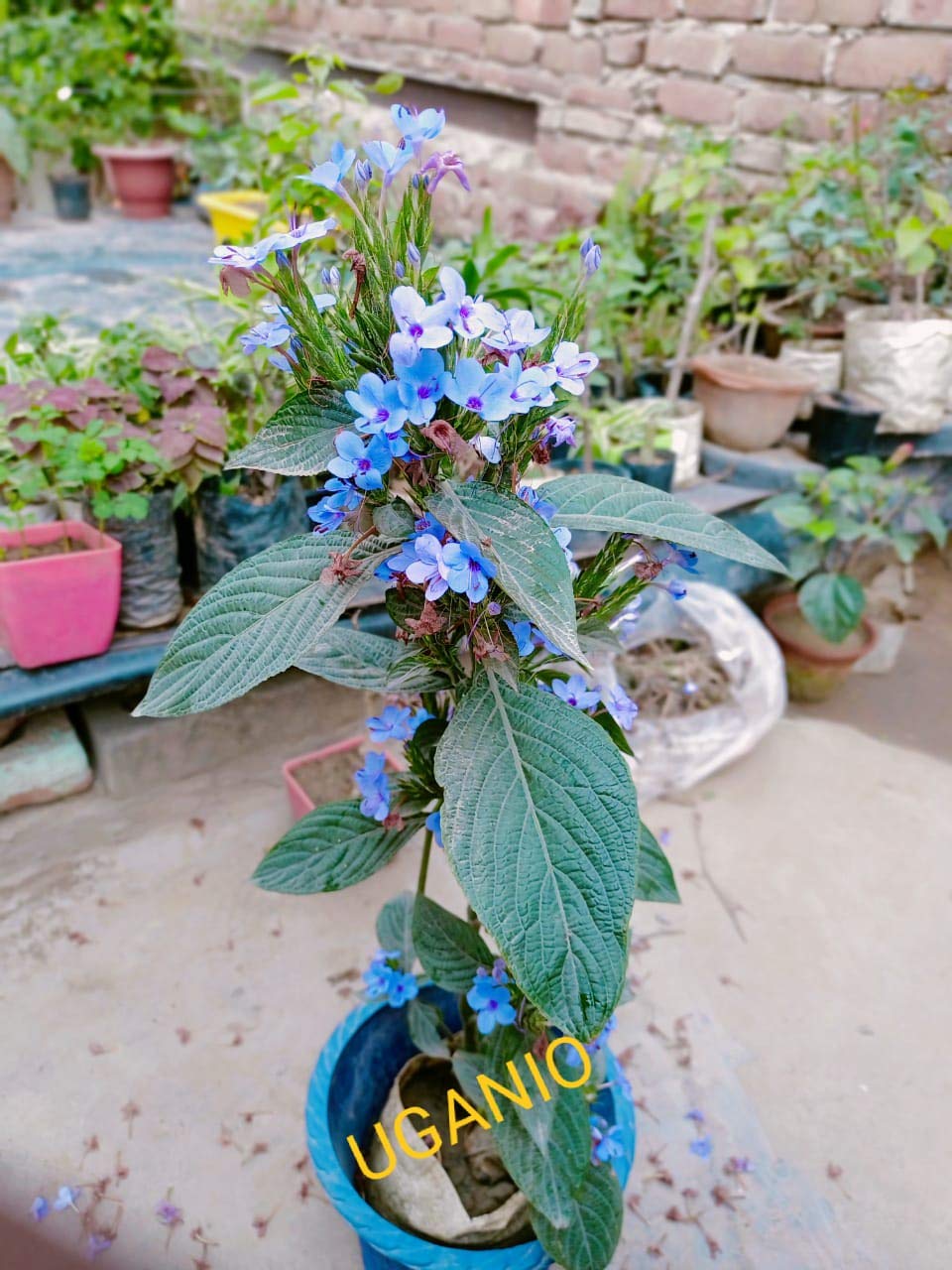 UGANIO PLANT Rare Imported Hing Kayam/Asafoetida Spice and Trusted Medicinal Herb (Ferula Assafoetida) 1 Live Plant (B08YNN8LH2) Amazon Price History, Amazon Price Tracker