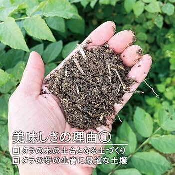 Amazon | 西根の森 山菜 真ダラ 早取れ山菜 タラの芽 ｜ たらの