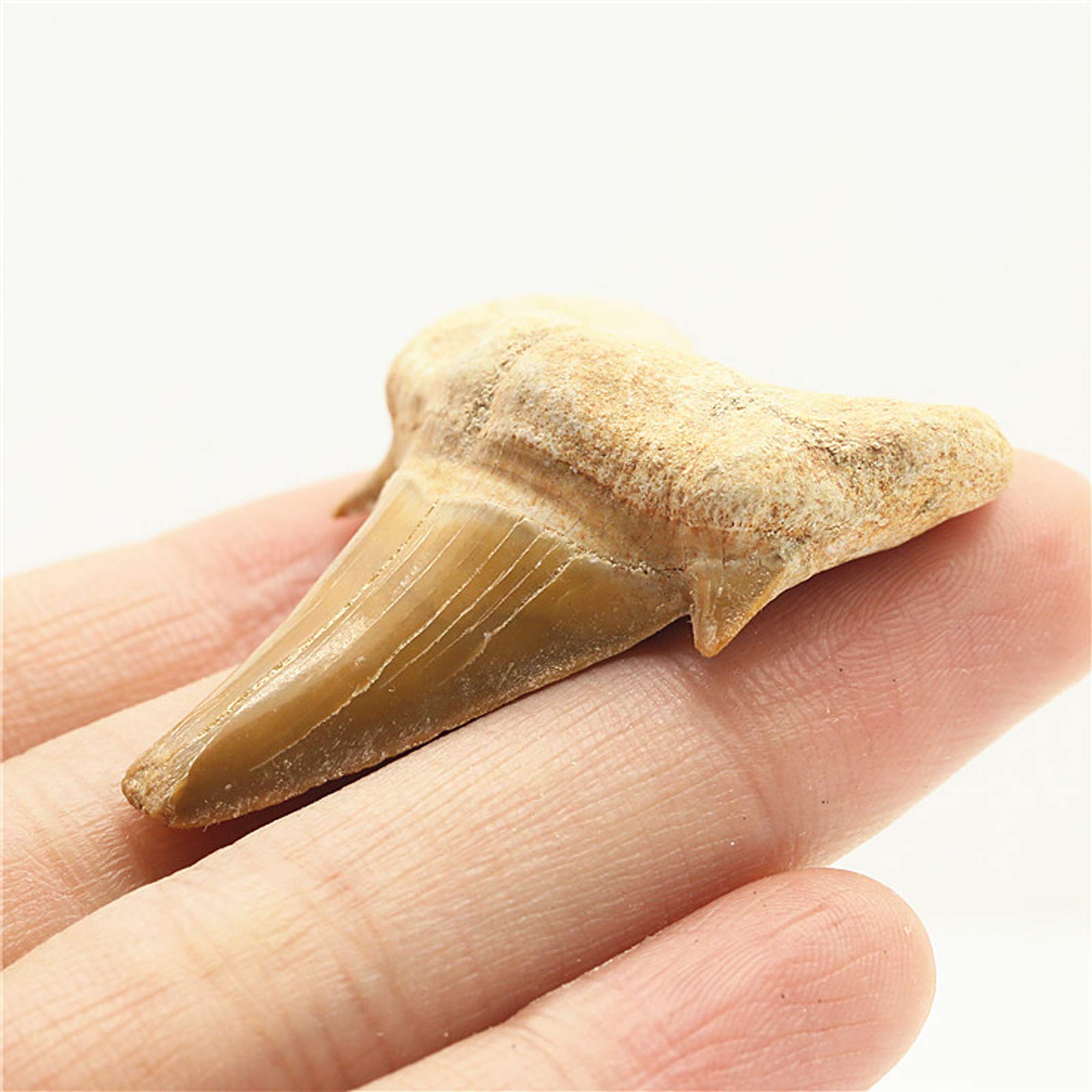 Enormes Dientes de tiburón Megalodon, Natural fósil joyería Personalizada áspero colección arqueológica