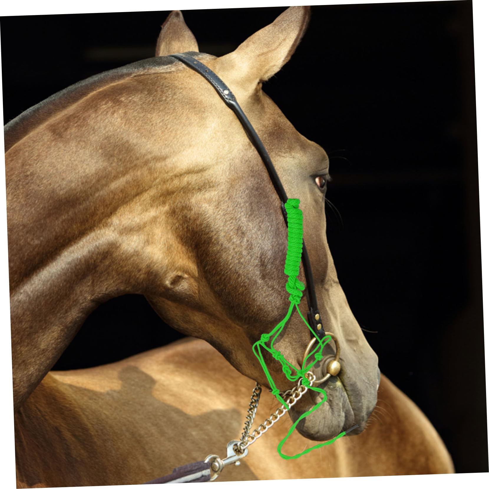 KOMBIUDA Cavezza Corda Intrecciata Accessorio Forniture Per Equitazione Addestramento Resistente Usura Controllo Trattenimento Miniatura Tiro