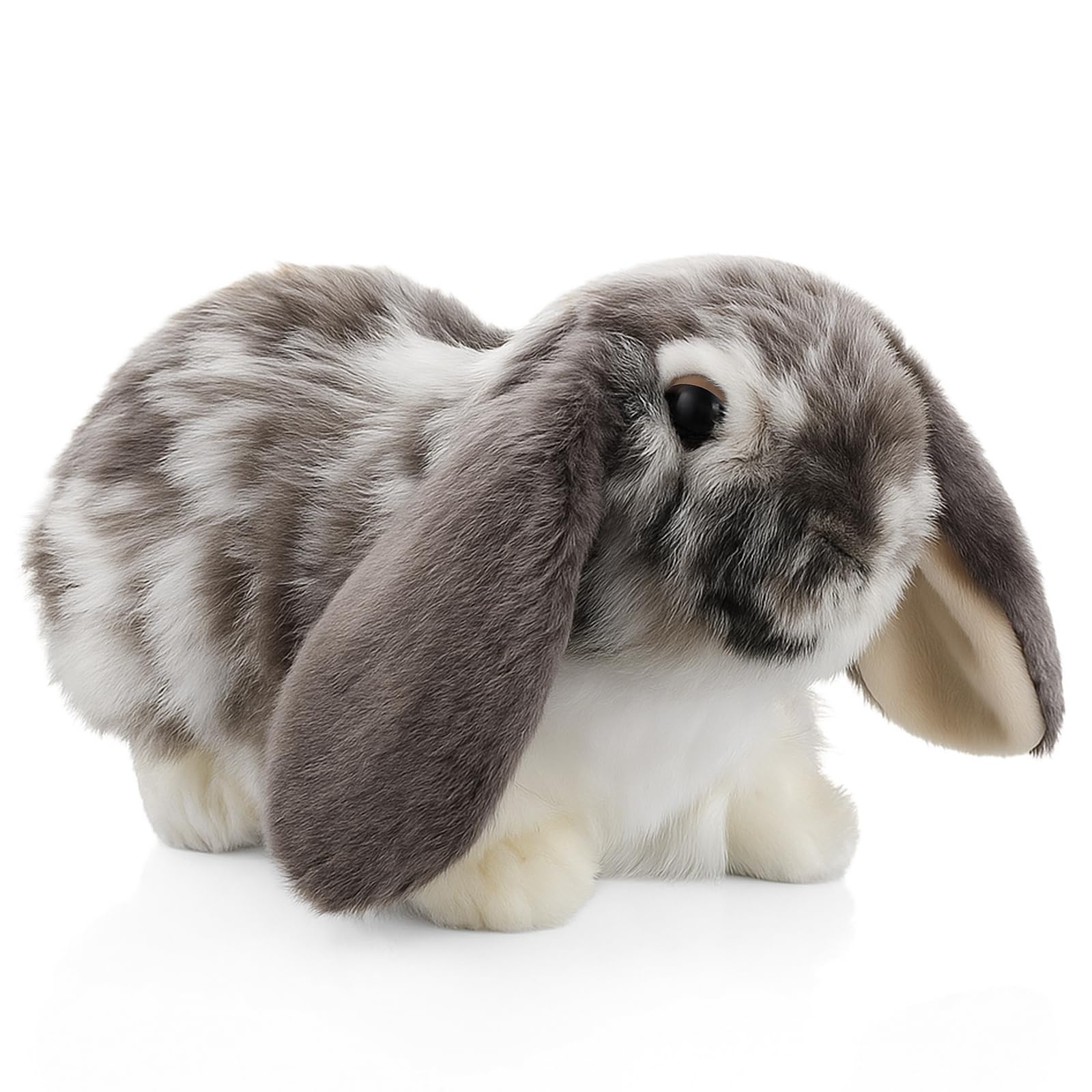 Amazon.com: JolliLudo Graduation Gifts Dutch Lop Eared Rabbit 9.8
