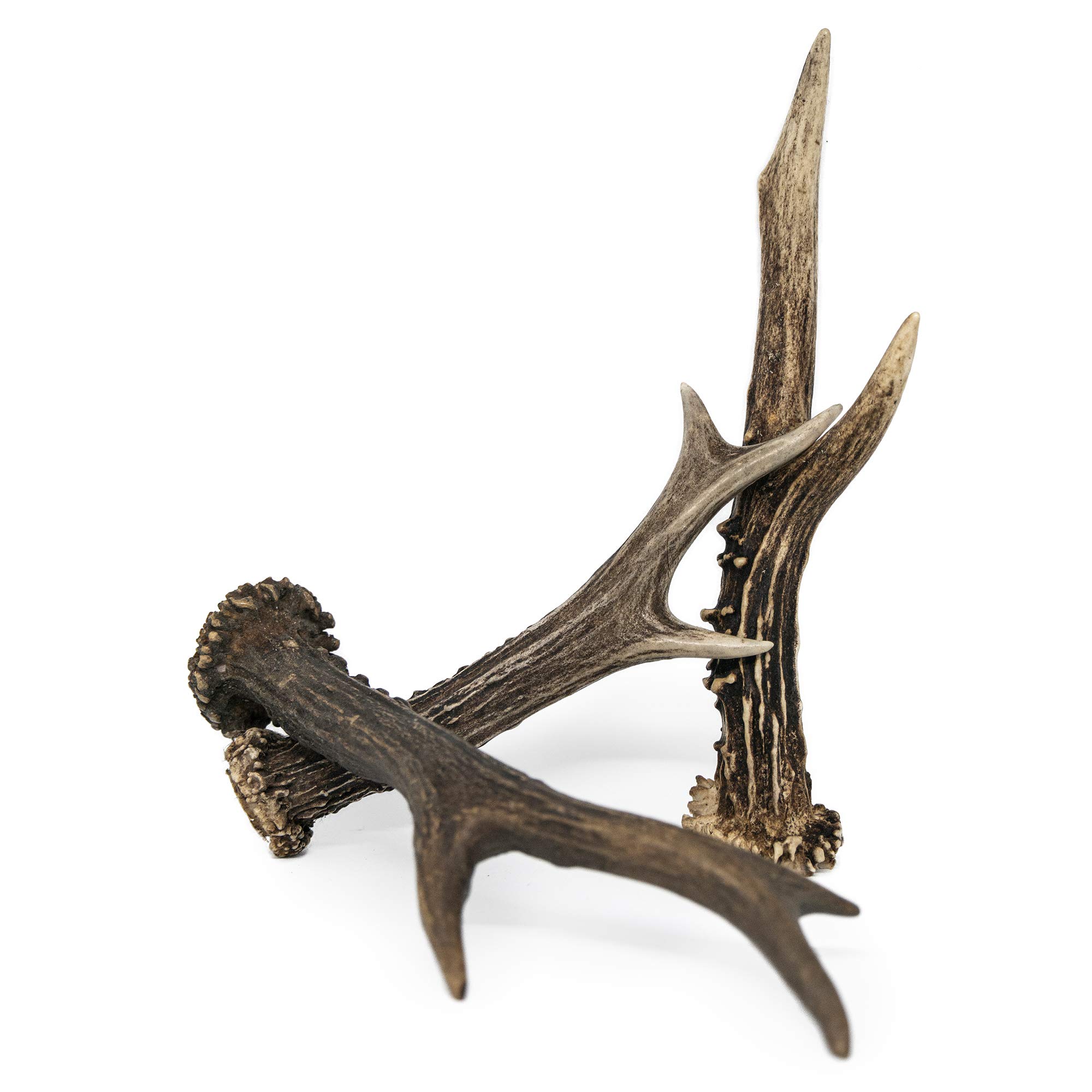 Set of 12 - Roe Deer Buck Antlers (Capreolus) - Nutritious Organic Minerals Vitamins Rich Dog Chew Treat Toy. Each Antler 17-24 cm long.