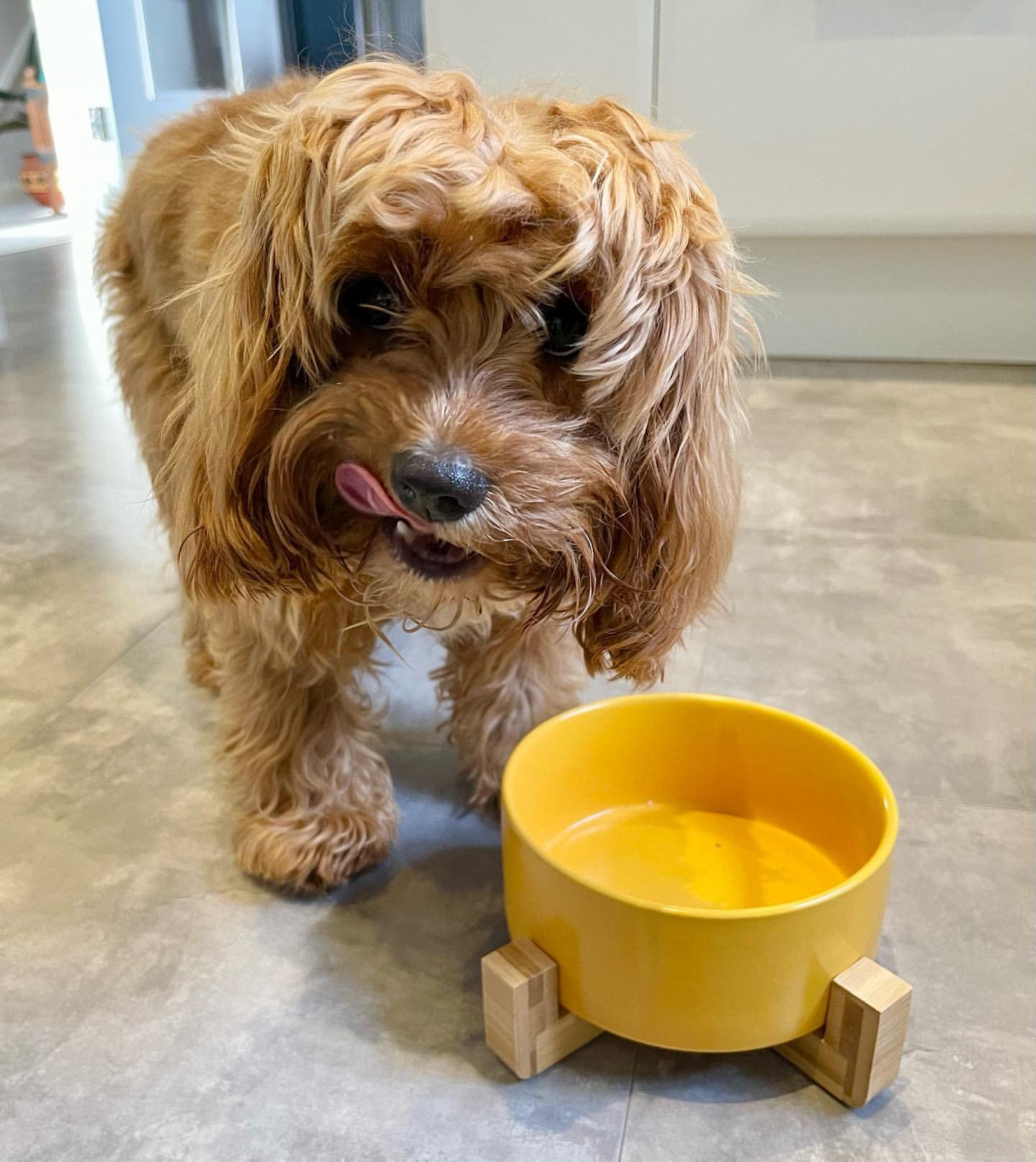 Ciotola in ceramica per cani e gatti con supporto in bambù, rialzata 850 ml rosa