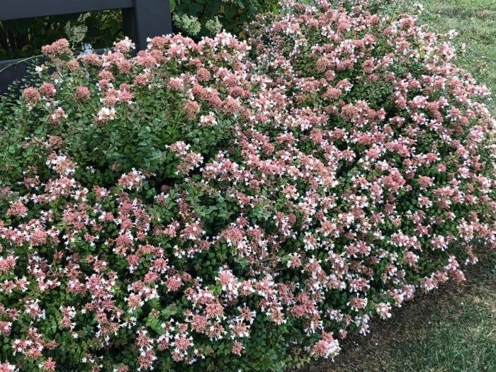 Amazon.com : Abelia Rose Creek | 2 Extra Large Trade 3 Gallon