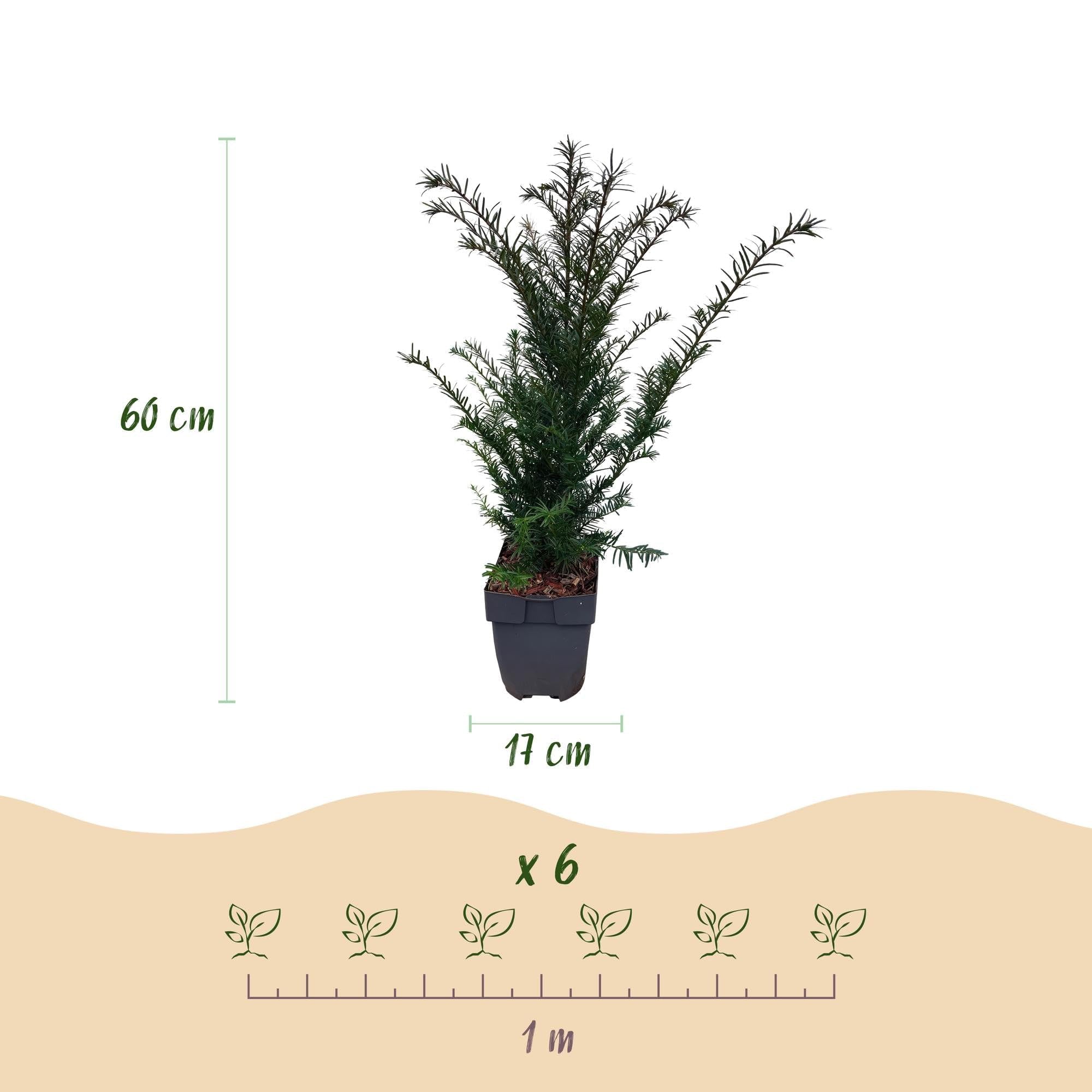 Europejski cis Taxus baccata – wiecznie zielony – roślina żywopłot – 6 roślin – 17 cm x wys. 60 cm – łatwa w pielęgnacji